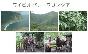 ハワイ島　王の渓谷　ワイピオバレーワゴン（馬車）ツアー