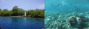 ハワイ島　高速ボートで行く　午後のシュノーケリング・日本語ガイド付き（W.H.O.A.)ご案内