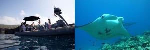 ハワイ島　高速ボート貸切　日本語ガイドとシュノーケリングやドルフィンツアー