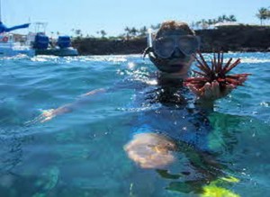ハワイ島　ワイコロア発　シュノーケルクルーズ